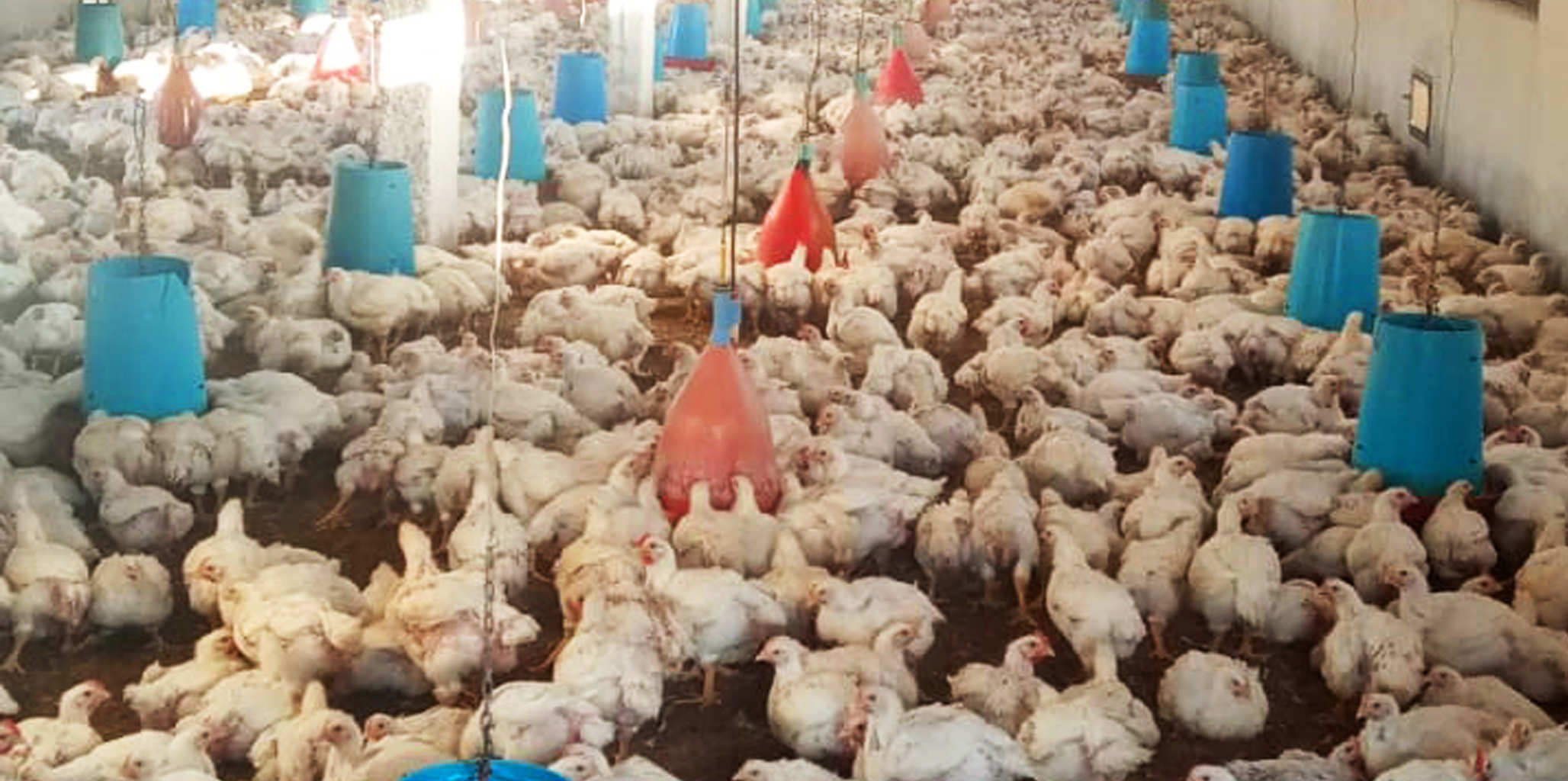 مزارع الدجاج في البقاع